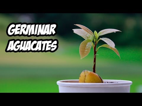 Cómo hacer germinar un hueso de aguacate