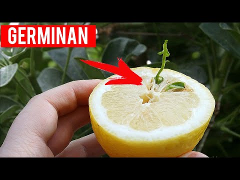Cómo hacer un germinador casero de semillas de limón paso a paso