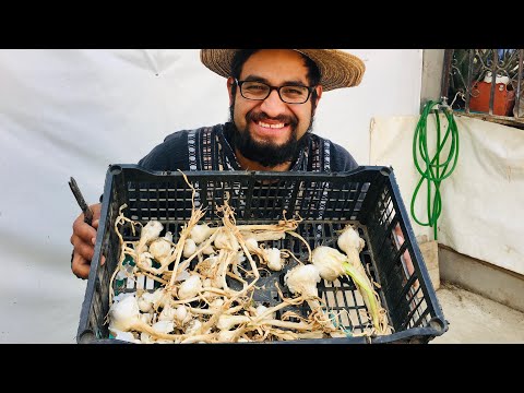 Consejos para almacenar y conservar los ajos del huerto