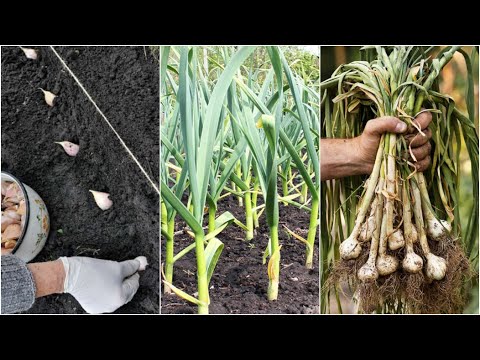 Cultivos recomendados para plantar después de ajos