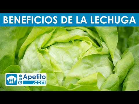 Descubre si comer lechuga todos los días puede ayudarte a adelgazar
