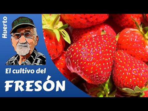 Descubre todo sobre la producción de fresas en España