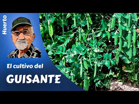 Época recomendada para sembrar guisantes y cómo cuidarlos durante su crecimiento