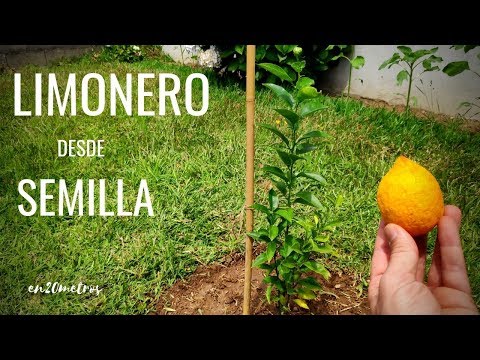 Guía completa sobre cómo cultivar limones en casa