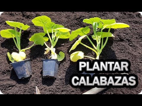 Guía para sembrar calabazas en el huerto