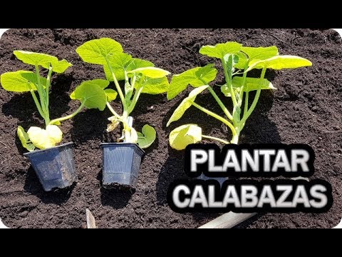 Guía para sembrar calabazas en el huerto