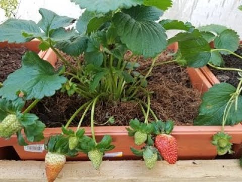 Guía práctica para cuidar tus plantas de fresas en maceta y obtener una buena cosecha