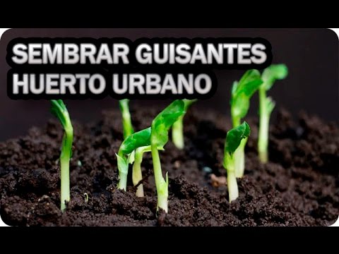 Mejor época para sembrar guisantes y cómo cuidarlos durante su crecimiento