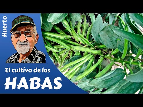 Mejor época para sembrar habas en Andalucía y cómo cuidarlas durante su crecimiento