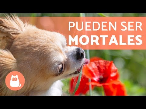¿Qué frutos secos son tóxicos para los perros y cómo prevenir intoxicaciones?