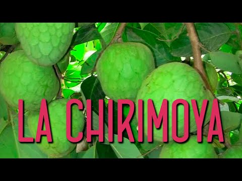 Tiempo aproximado que tarda la chirimoya en dar fruto