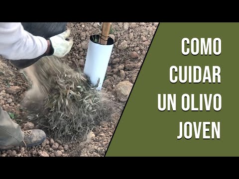 Tiempo estimado para que un olivo produzca sus primeros frutos y cómo cuidarlo